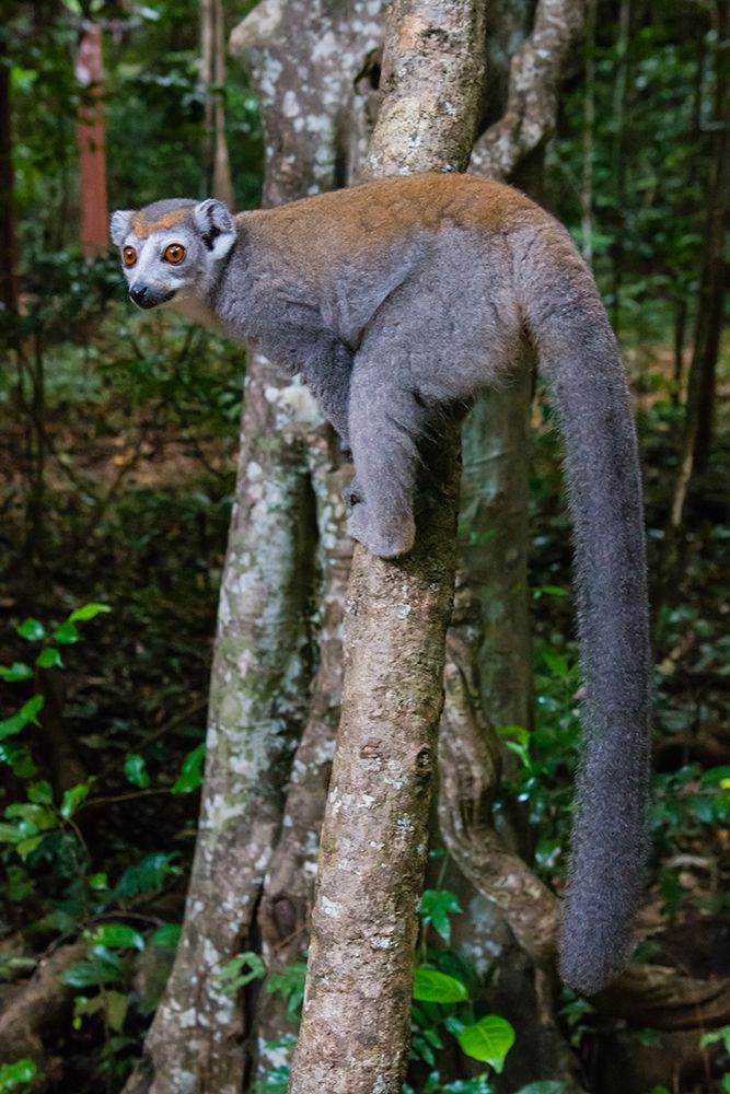 Madagascar-Ankarana-Ankarana Reserve Crowned lemur showing off her long tail
